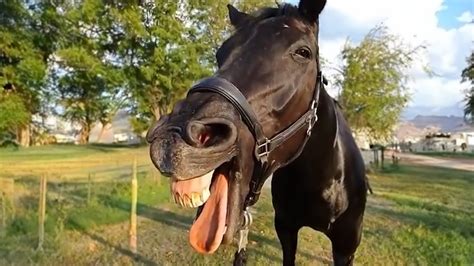 funny horse videos|cool horse videos.